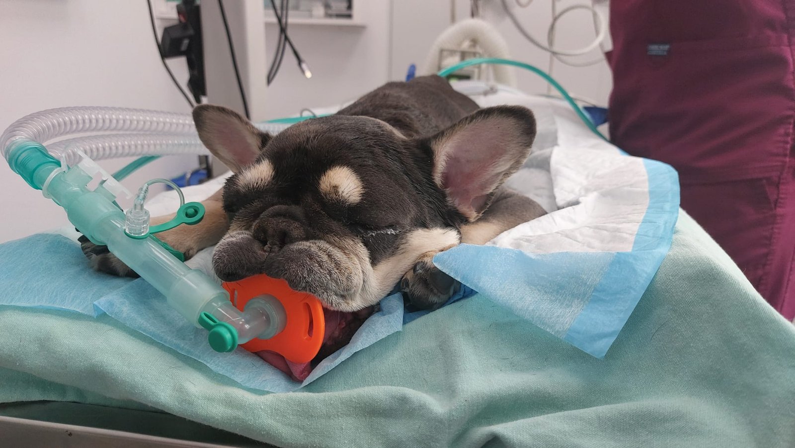 Anestesia Veterinaria desde Cero